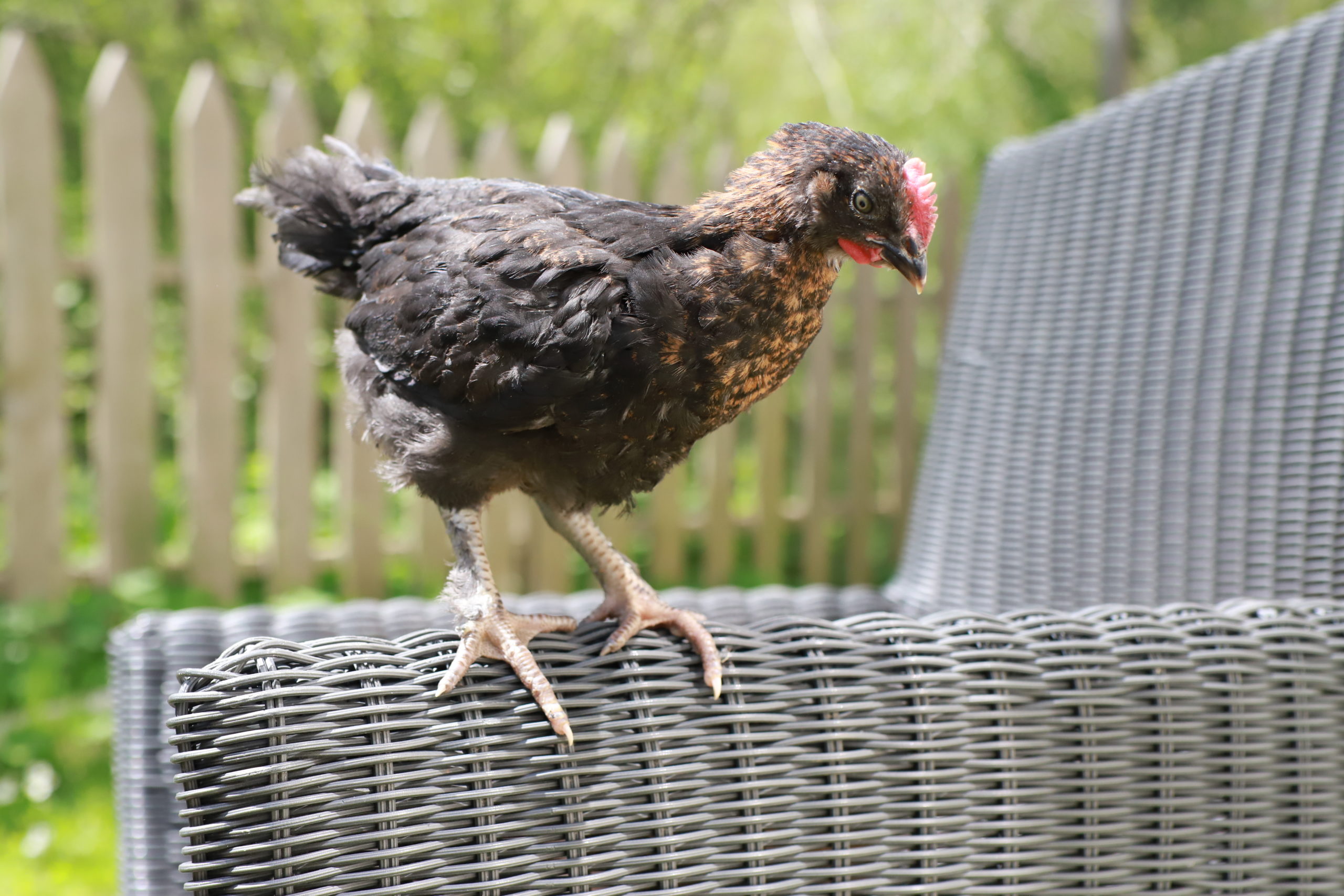A hen and a close-up