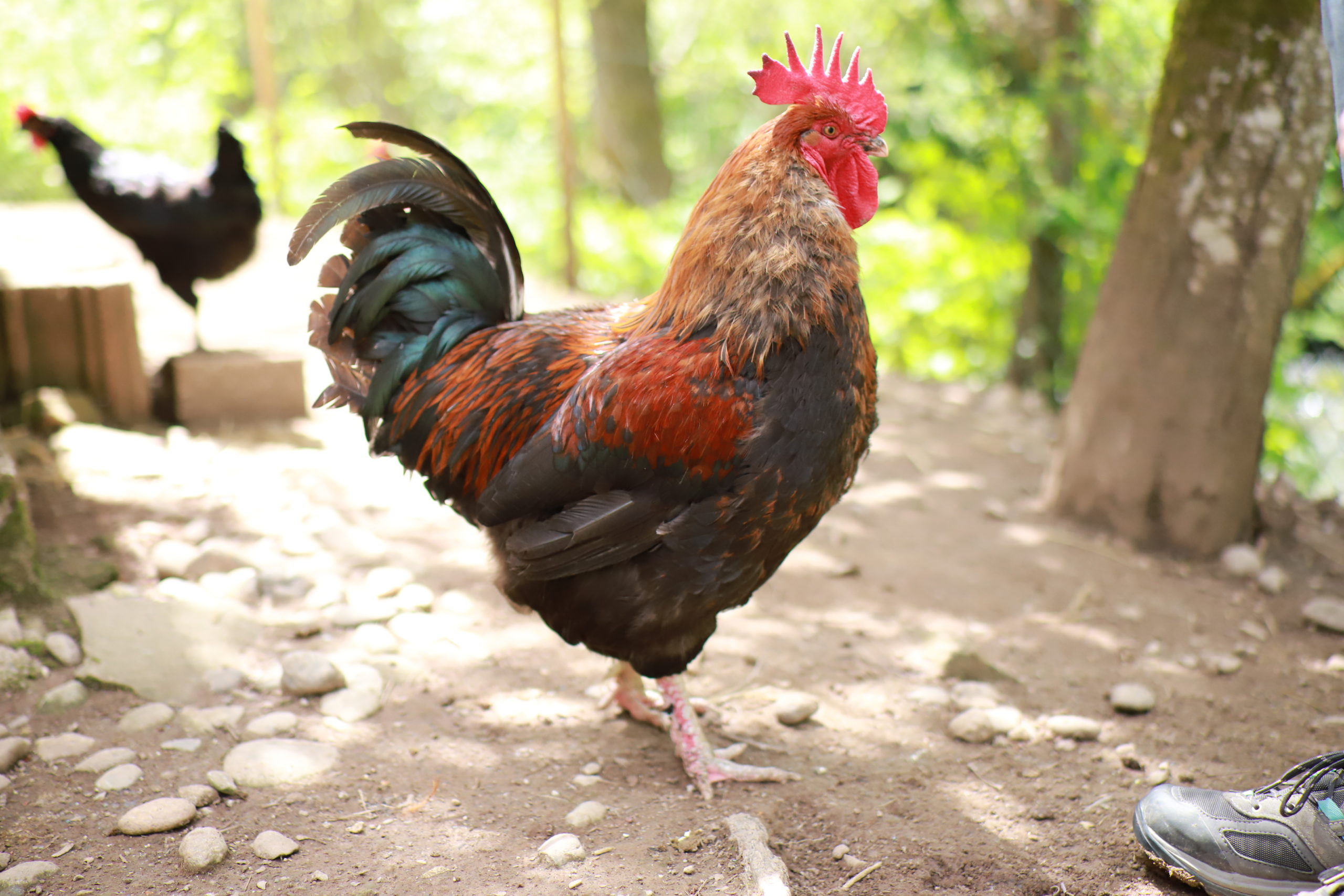 A close-up of a rooster