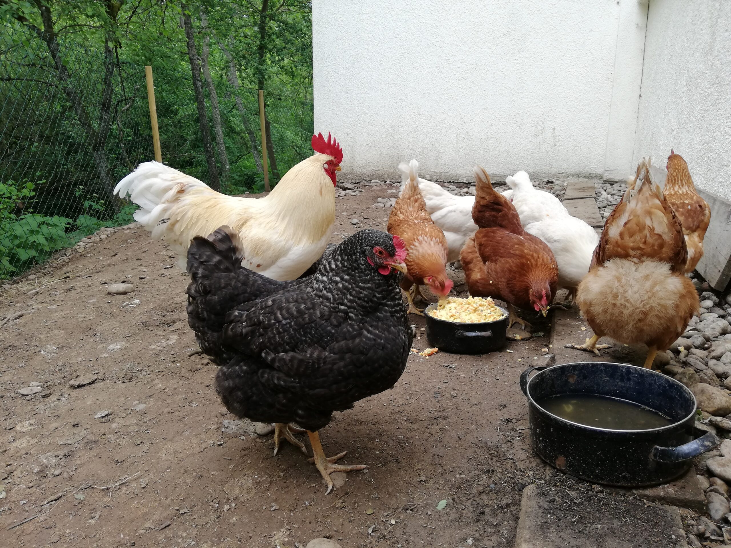 A colorful flock of chickens eating