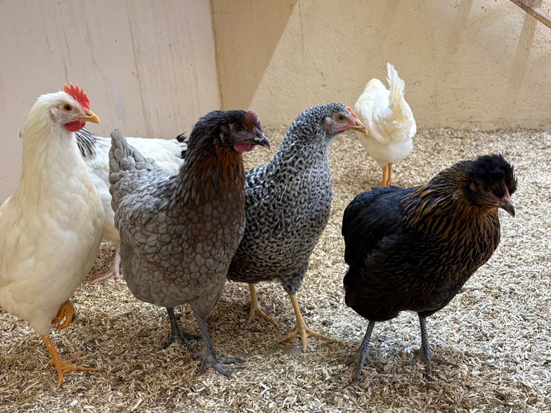 Chickens with various beautiful plumages