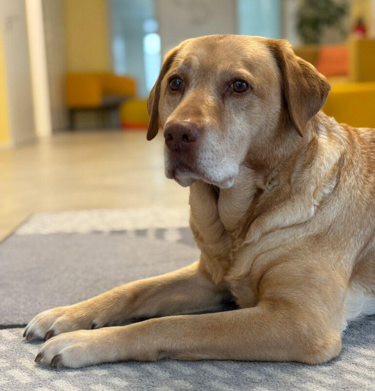 A light-colored Labrador is lying in his spot