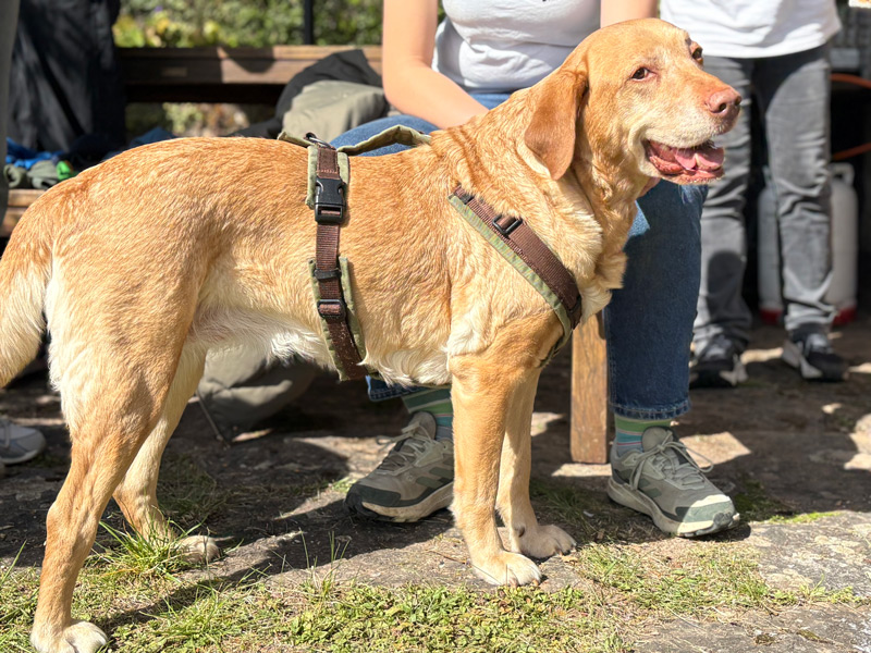 Dog with a harness