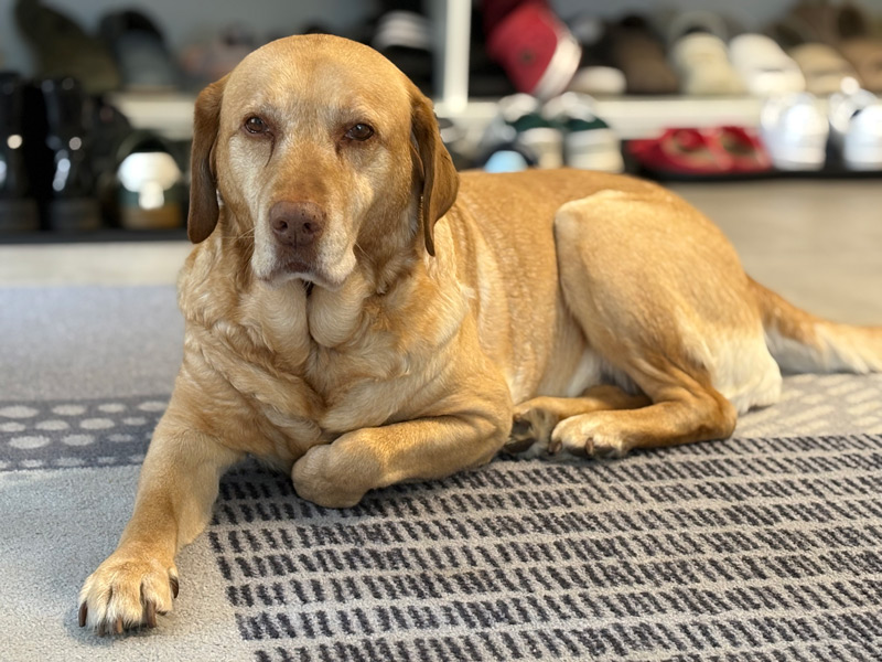 A dog is lying relaxed in the hallway