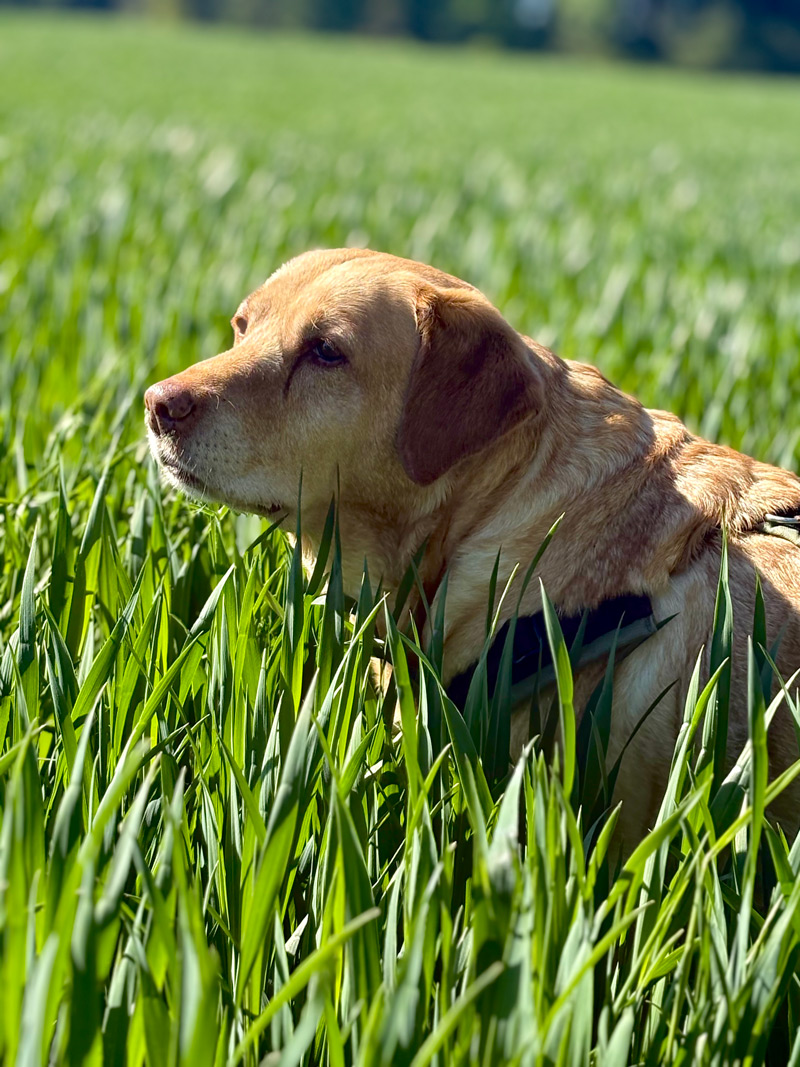 A light-colored Labrador is lying in the tall grass